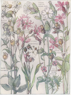 Spotted Catchfly, Bladder Campion, Ragged Robin, Evening Campion, Red Campion, Moss Campion